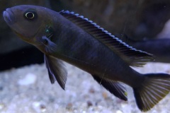 Cynotilapia-sp.-elongatus-chitimba-7