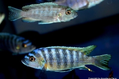 Cynotilapia-zebroides-Border-3