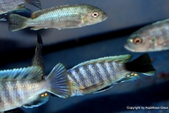 Cynotilapia-zebroides-Border-4