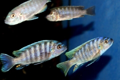 Cynotilapia-zebroides-Border-5