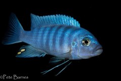 Cynotilapia-Iwera-Lutara-Reef