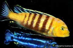 Cynotilapia-afra-Lion-Sanga-5