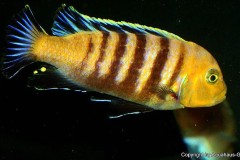 Cynotilapia-afra-Lion-Sanga-6