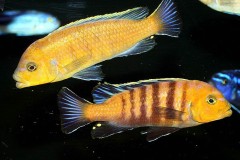 Cynotilapia-afra-Lion-Sanga-8