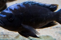 1-Cynotilapia-sp-maleri-Mkondiwa-Reef