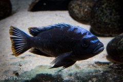 3-Cynotilapia-sp.-maleri-Mkondiwa-Reef