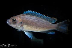 7-Cynotilapia-sp.-maleri-Mkondiwa-Reef