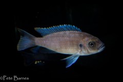 9-Cynotilapia-sp.-maleri-Mkondiwa-Reef