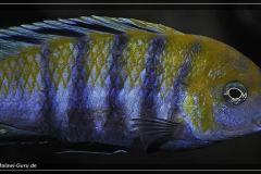 Cynotilapia-Afra-Cobue-10