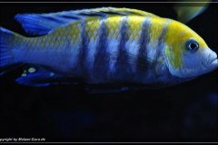 Cynotilapia-Afra-Cobue-11