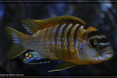 Cynotilapia-Afra-Cobue-9