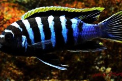 Cynotilapia-zebroides-red-to-Likoma-2