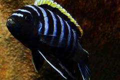 Cynotilapia-zebroides-red-to-Likoma-4