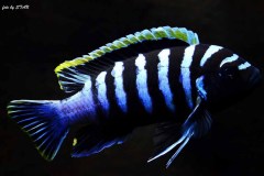 Cynotilapia-zebroides-red-to-Likoma-6