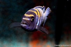 Cynotilapia zebroides 'Minos Reef'