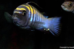 Cynotilapia-zebroides-Minos-Reef-02
