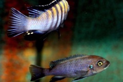 Cynotilapia-zebroides-Minos-Reef-03