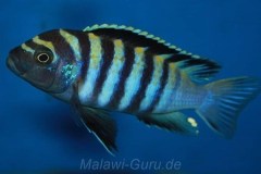 Cynotilapia-zebroides-Minos-Reef