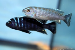 Cynotilapia-zebroides-Ndonga-Deep-3