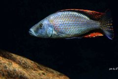 Dimidiochromis-compressiceps-5