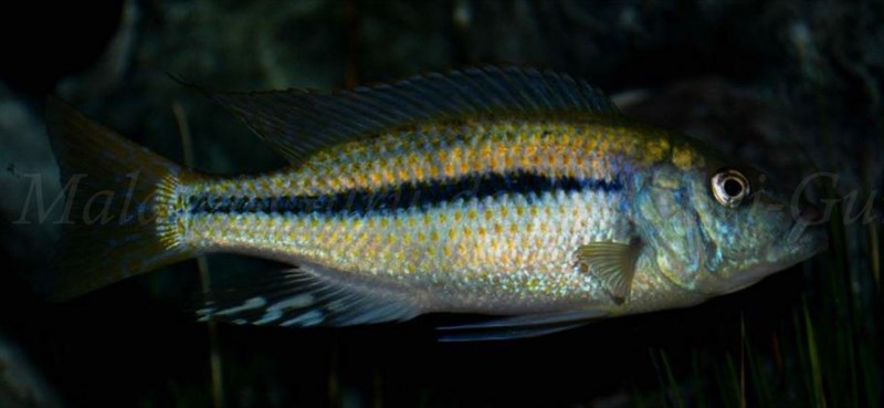 Dimidiochromis-kiwinge-4