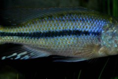 Dimidiochromis-kiwinge-5