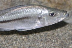 Dimidiochromis-strigatus-20