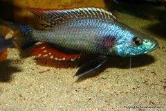 Dimidochromis-Strigatus-1