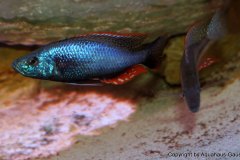 Dimidochromis-Strigatus-10