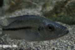 Dimidochromis-Strigatus-12