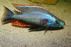 Dimidochromis-Strigatus-2