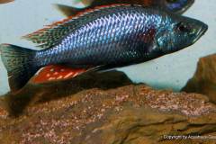 Dimidochromis-Strigatus-4