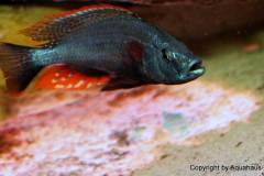 Dimidochromis-Strigatus-5