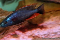 Dimidochromis-Strigatus-7