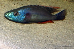 Dimidochromis-Strigatus-8