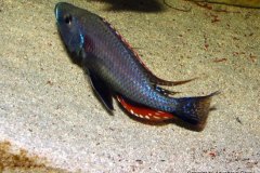 Dimidochromis-Strigatus-9