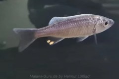 1-Diplotaxodon-limnothrissa