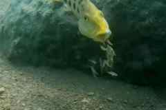 Fossorochromis rostratus - Female / Domwe Island