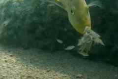 Fossorochromis rostratus - Female / Domwe Island
