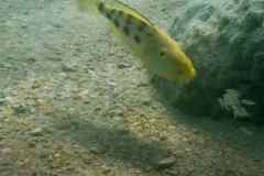 Fossorochromis rostratus - Female / Domwe Island
