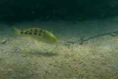 Fossorochromis rostratus - Female / Domwe Island