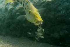 Fossorochromis rostratus - Female / Domwe Island
