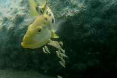 Fossorochromis rostratus - Female / Domwe Island