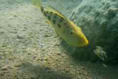 Fossorochromis rostratus - Female / Domwe Island