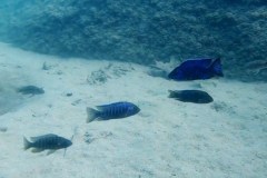 Domwe Island