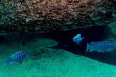 Domwe Island