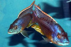 Eclectochromis-hertae-1