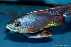 Eclectochromis-hertae-4