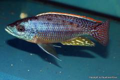 Eclectochromis-hertae-5