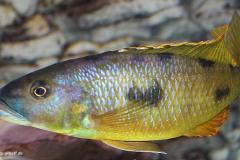 Exochochromis-anagenys-1